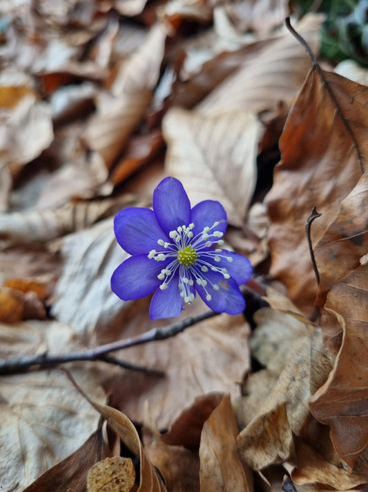 Spring is Here!